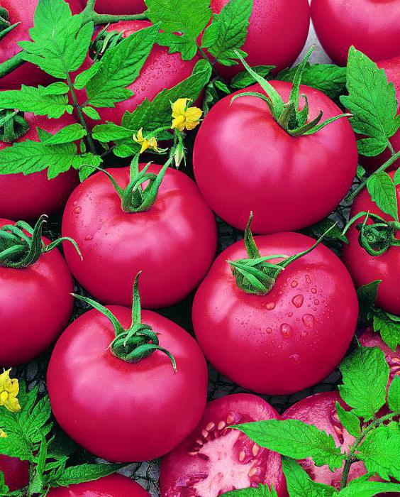 tomates cor-de-rosa do paraíso viajante