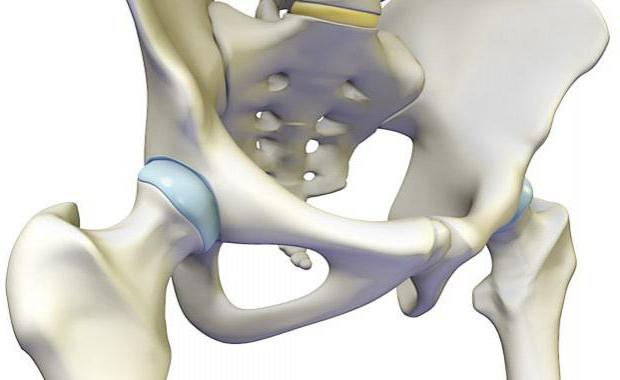 la Estructura de la cadera anatomía