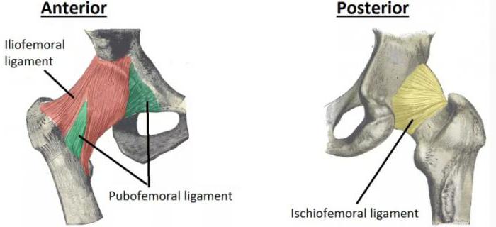 Ligaments of the hip joint anatomy