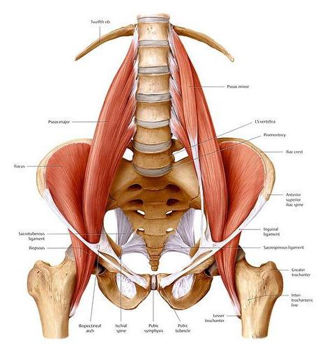 筋肉の股関節の解剖