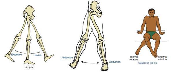 a Anatomia da articulação do quadril de um homem de músculos