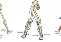 A anatomia da articulação do quadril: construção, músculos, ligamentos,