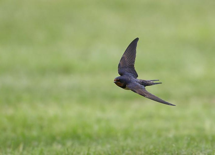 why swallows fly low before rain