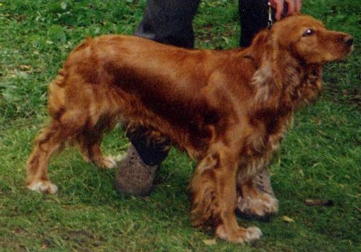  and reviews dog breed Spaniel 