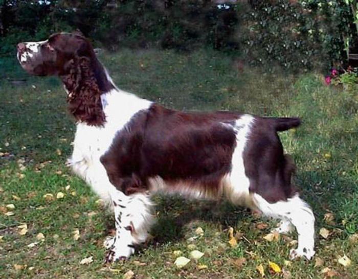  português de caça spaniel é uma raça de cães