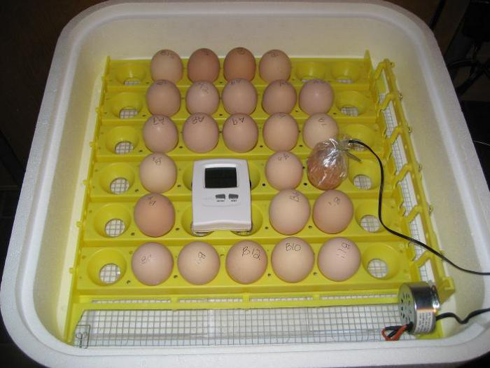 how to bring Chicks in the incubator