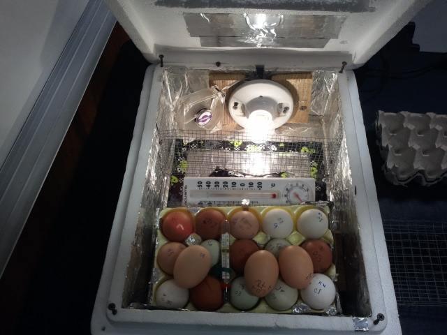 chickens in homemade incubator