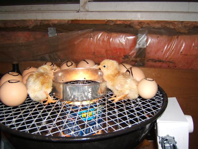 hatching in homemade incubator