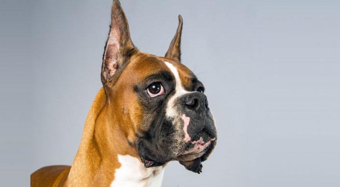 German bulldog: origin of the breed and character traits