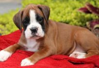 German bulldog: origin of the breed and character traits
