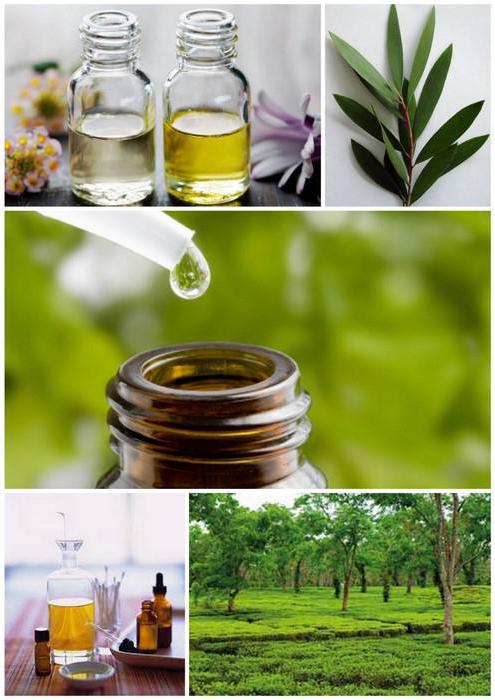 treatment of warts with tea tree oil