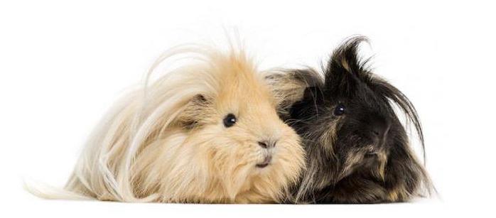 longhaired breed Guinea pigs reviews