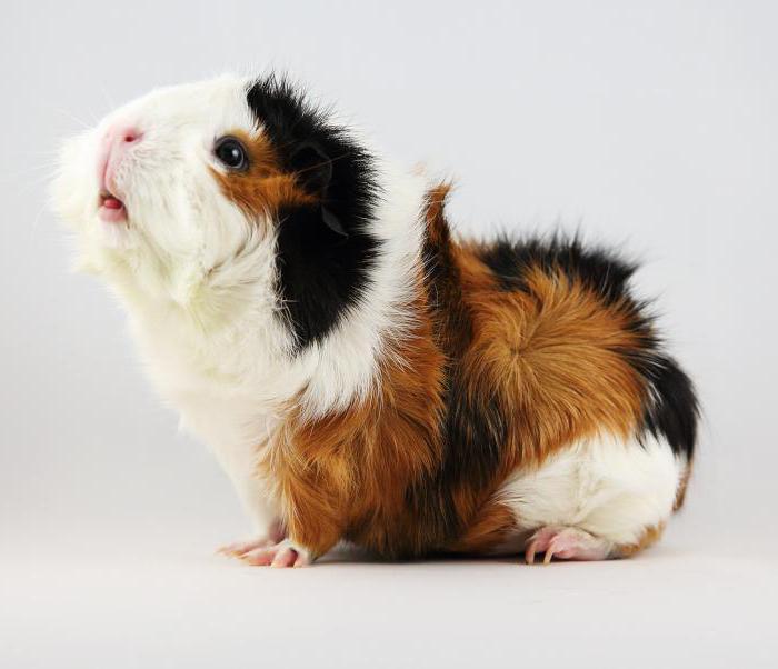 variety of breeds of Guinea pigs
