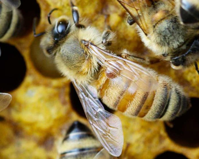 Bienenzucht für Anfänger