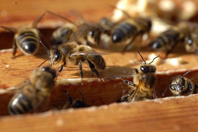ミツバチの繁殖維持初心者のための