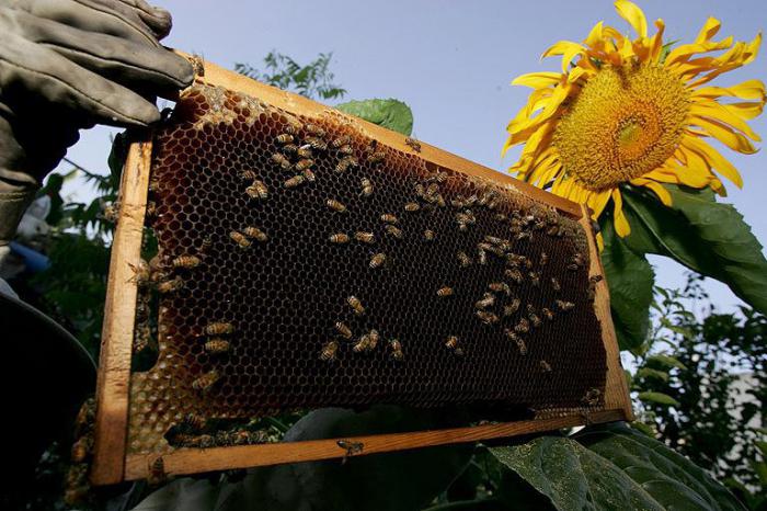 розведення та утримання бджіл