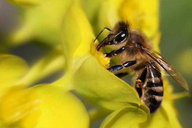 швидке розведення бджіл
