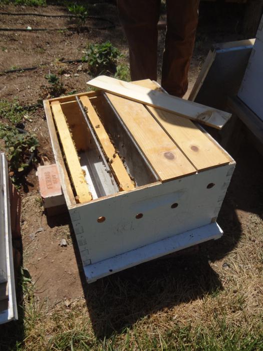 养殖蜜蜂在家
