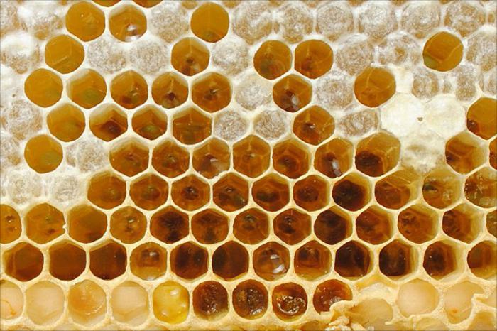 السريع تربية النحل في أوائل الربيع رشوة