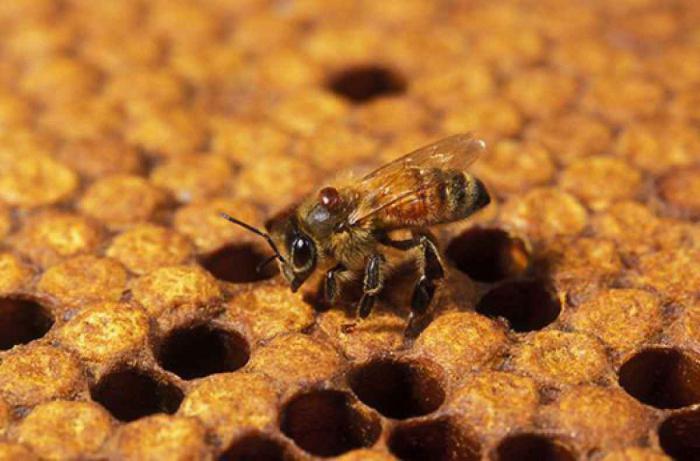 methods of bee breeding