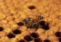 Criação de abelhas para iniciantes em casa