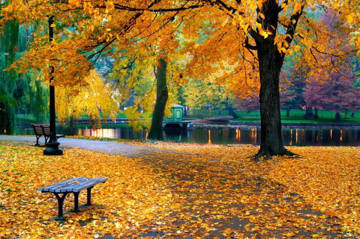 秋季的拍摄的照片在公园的想法