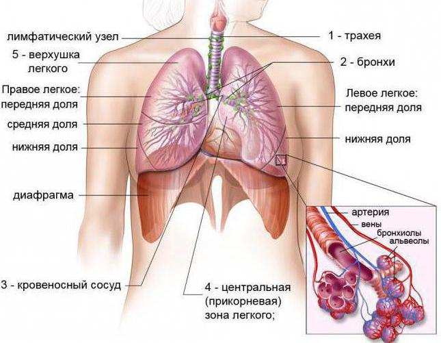 будова легень газообмін в легенях і тканинах