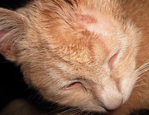 ringworm in domestic cats