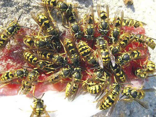 what to eat wasps