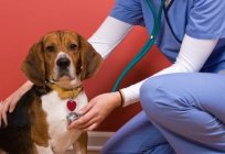 Schuppen bei Hunden. Die wichtigsten Ursachen, Behandlung und Vorbeugung