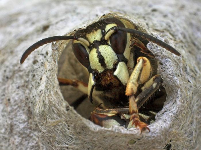 nasıl yapılır kurtulmak hornets