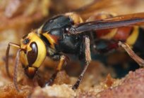 How to get rid of hornets without risk to health