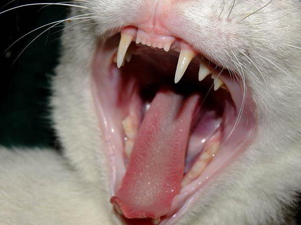 a doença periodontal em gatos