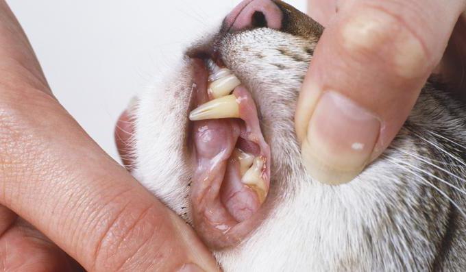 Parodontose Behandlung bei Katzen