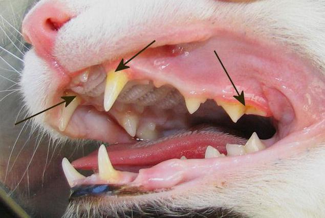  periodontal hastalık kedilerde evde tedavi