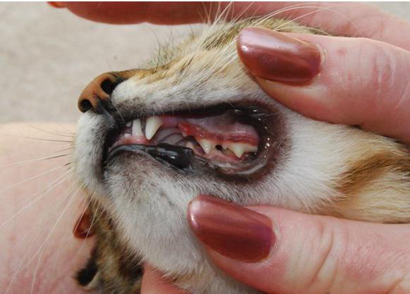 Parodontose bei Katzen Symptome