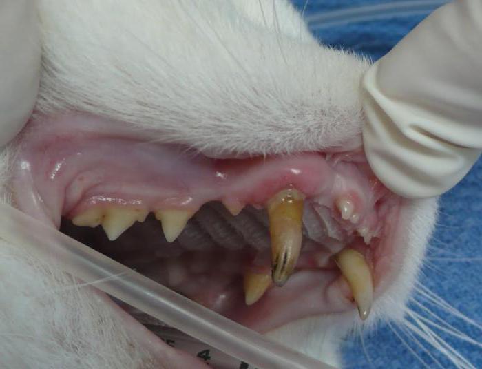 Parodontose bei Katzen-Symptome und Behandlung