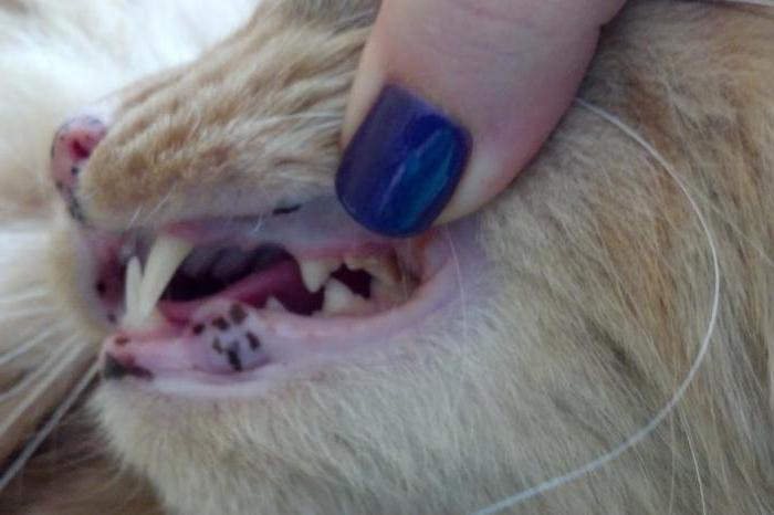 como tratar a doença periodontal em gatos