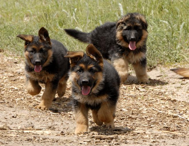 german shepherd puppies photo