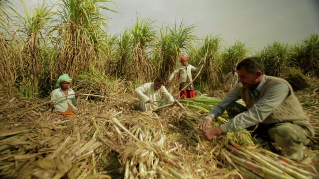 plantacja trzciny cukrowej
