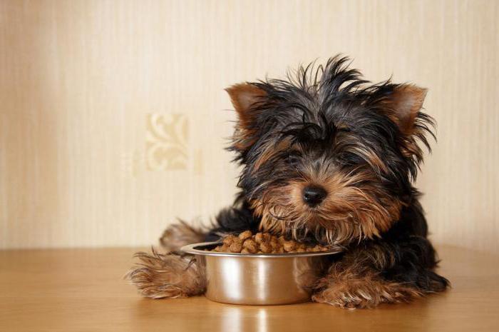 Feed Gow für Hunde Bewertungen