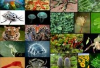 The main directions of evolution. Evolution of plants and animals
