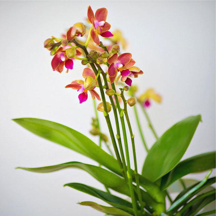 las orquídeas мультифлора
