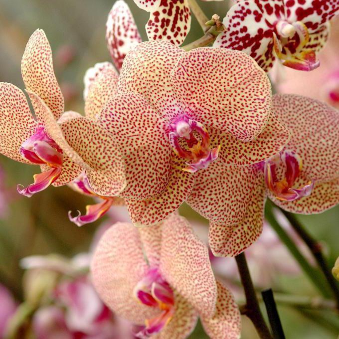 las orquídeas мультифлора foto
