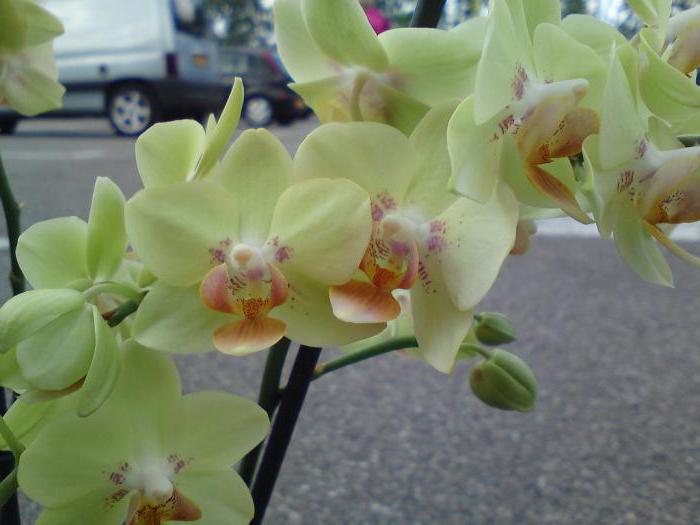 Orchidee Phalaenopsis мультифлора