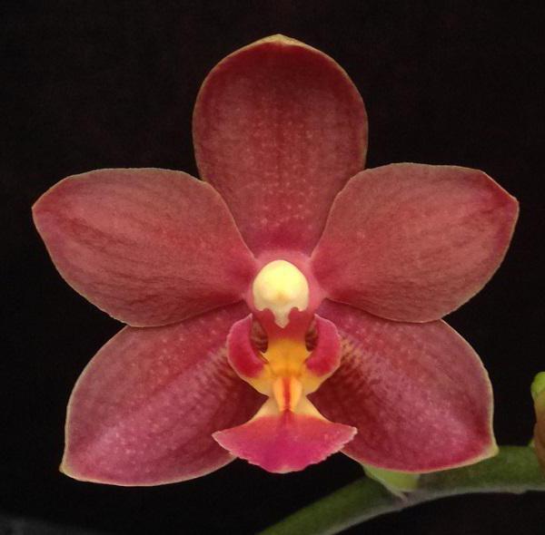multiflora Orchid care