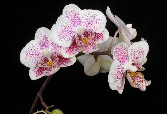 las orquídeas мультифлора descripción
