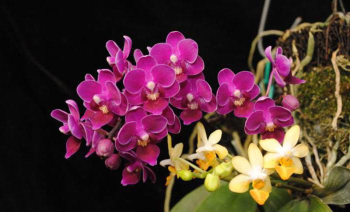 Orchid multiflora care in the home