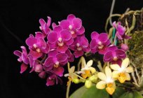 Las orquídeas мультифлора: el cuidado en el hogar