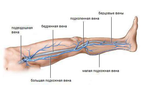 rheovasography的船的上部和下肢